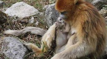 猴子生活视频,跟随镜头探寻猴子的日常世界