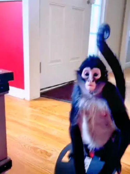 猴子生活视频,跟随镜头探寻猴子的日常世界