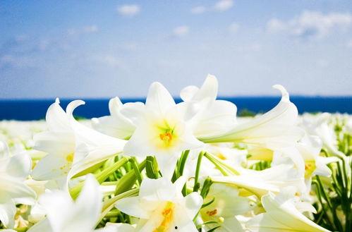 日本百合祭,探寻传统与现代交融的樱花盛宴