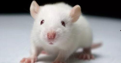 小鼠图片,形态与习性揭秘