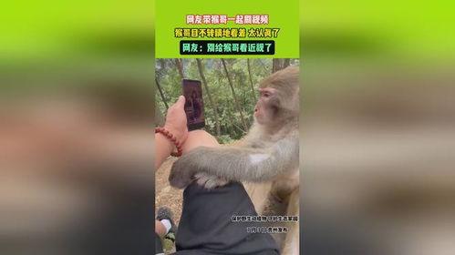 猴哥视频,揭秘猴界奇闻异事，带你领略猴界风采