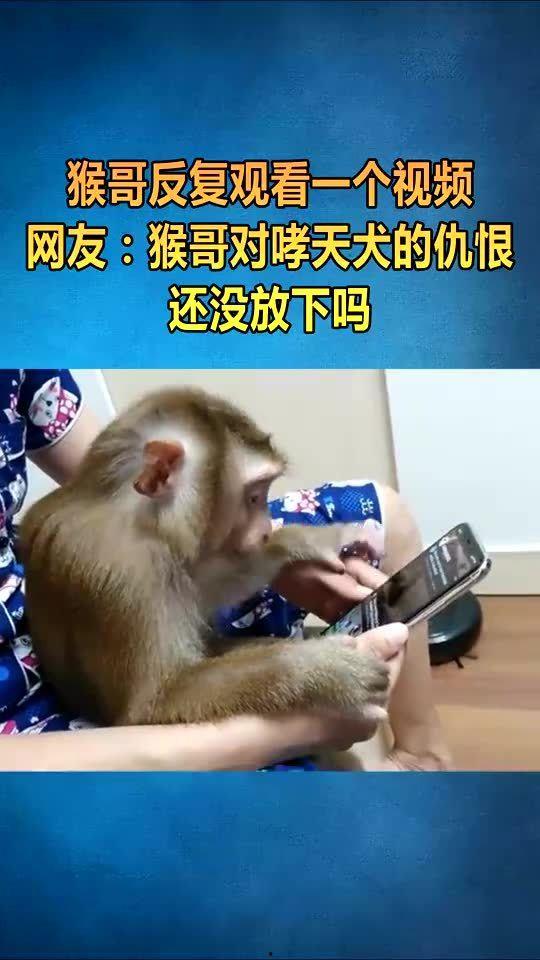 猴哥视频,揭秘猴界奇闻异事，带你领略猴界风采