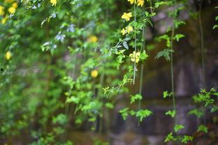 微风细雨图片大全,诗意盎然的浪漫画卷