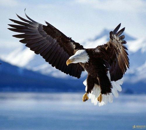 鹰类图片大全带鸟名,细览空中霸主鸟名解析