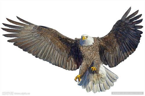 鹰类图片大全带鸟名,细览空中霸主鸟名解析