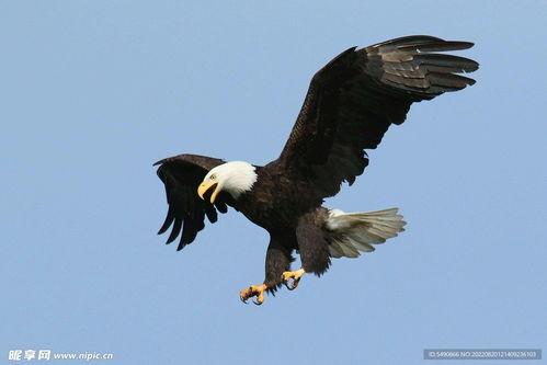 鹰类图片大全带鸟名,细览空中霸主鸟名解析