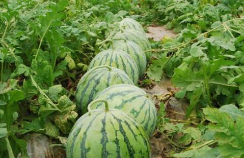 718热门大瓜吃瓜爆料,揭秘娱乐圈最新爆料风云