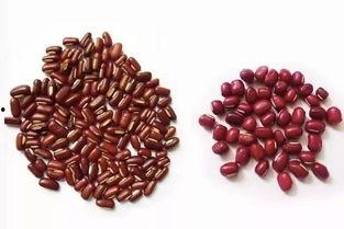 真正的相思豆图片,相思之情，豆香满溢