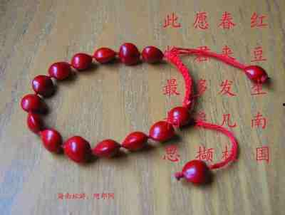 真正的相思豆图片,相思之情，豆香满溢