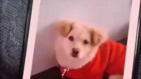 微笑狗 视频,微笑狗视频，治愈你的心灵