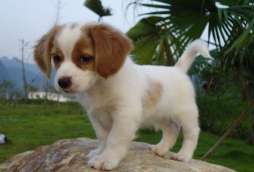 微笑狗 视频,微笑狗视频，治愈你的心灵