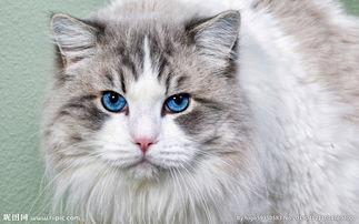 高清猫图片,萌态可掬，尽显猫咪魅力