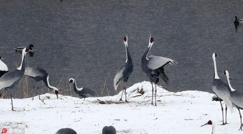 韩国 仙鹤,神秘传说与自然之美