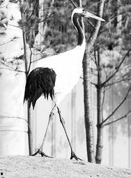 韩国 仙鹤,神秘传说与自然之美