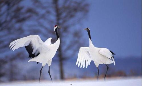 韩国 仙鹤,神秘传说与自然之美