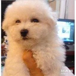 比熊犬尾巴图片,灵动飘逸，彰显可爱风采