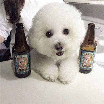 比熊犬尾巴图片,灵动飘逸，彰显可爱风采