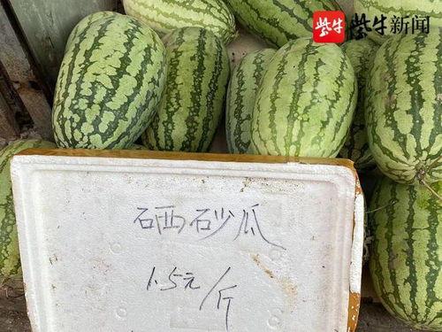 石头瓜今日行情价格,价格波动解析与市场趋势洞察”