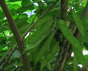 乔木树叶图片大全,尽览自然之美