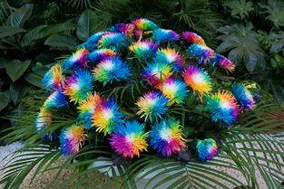 七彩花图片大全,缤纷色彩绘就自然画卷