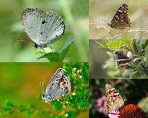 七彩花图片大全,缤纷色彩绘就自然画卷