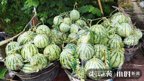 巩义四姑娘吃瓜爆料,揭秘娱乐圈背后的惊人真相