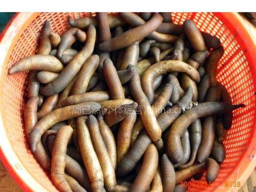 水中虫子图片大全,探寻水生生态的奇妙世界