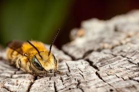 水中虫子图片大全,探寻水生生态的奇妙世界
