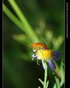 水中虫子图片大全,探寻水生生态的奇妙世界