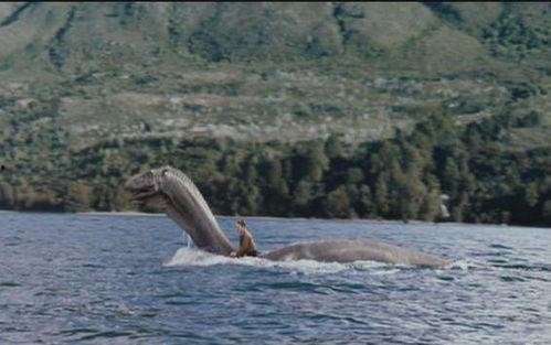 尼斯湖水怪图片,神秘生物的神秘面纱