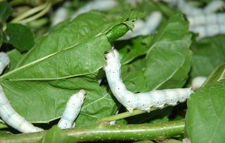 南宁今日白瓜价格,实惠之选，市民抢购热潮