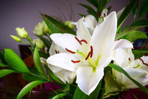 香水百合花图片,香水百合花图鉴