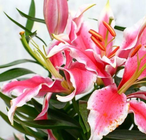 香水百合花图片,香水百合花图鉴