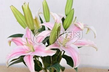 香水百合花图片,香水百合花图鉴