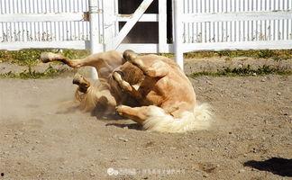 可爱的马图片,萌态可掬——可爱马儿图片集锦