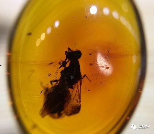 琥珀制作视频,穿越时空的宝石艺术之旅