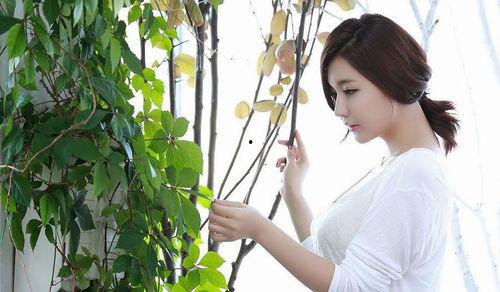 韩国月梅,传统之美与现代韵味的交融