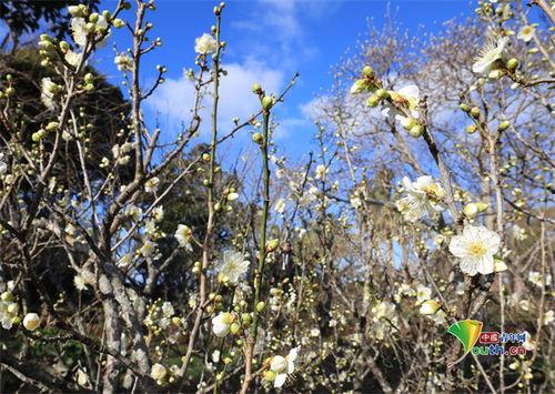 韩国月梅,传统之美与现代韵味的交融