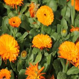 花卉图片大全,花卉图片大全赏析