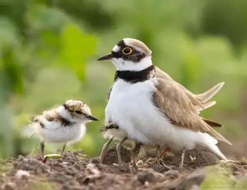 雏鸟图片,探寻生命的萌动瞬间