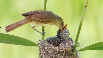 雏鸟图片,探寻生命的萌动瞬间