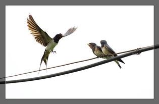 燕子喂食视频,温馨喂食画面引网友热议