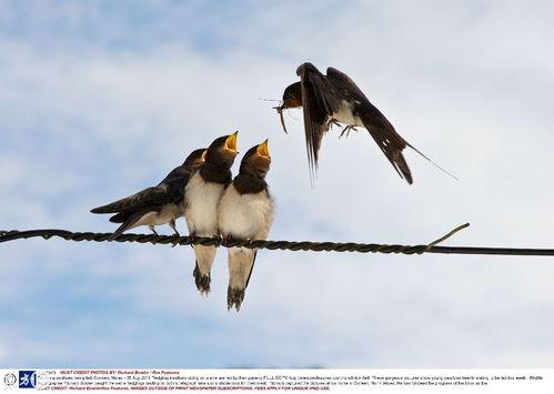 燕子喂食视频,温馨喂食画面引网友热议