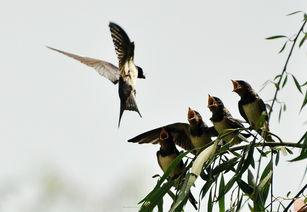 燕子喂食视频,温馨喂食画面引网友热议