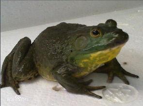 水蛙图片,探寻水中精灵的生态奥秘