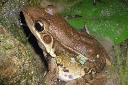 水蛙图片,探寻水中精灵的生态奥秘