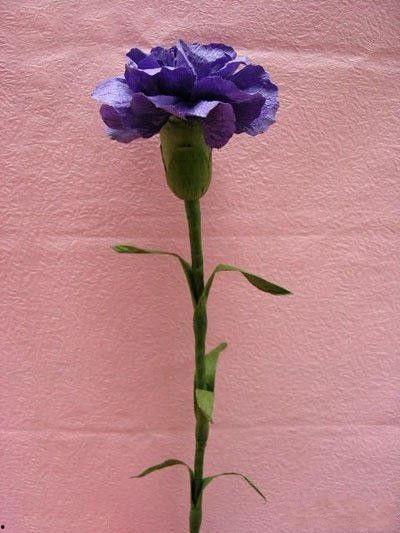 康乃馨制作视频,温馨花朵的美丽绽放