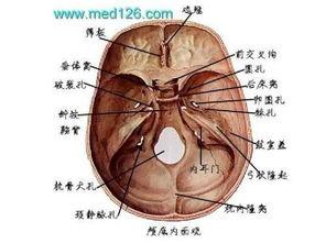 颞下窝的位置图片,人体解剖学中的关键结构