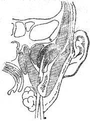 颞下窝的位置图片,人体解剖学中的关键结构