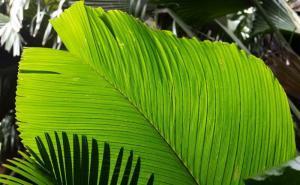 日本有热带吗,揭秘其独特的热带风情